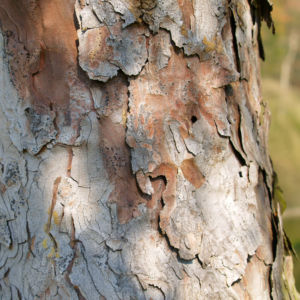 Rauhe Fichte Nadel gruen Picea asperata 08