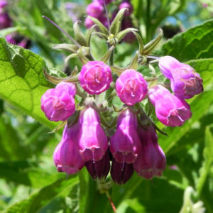 Rauher Beinwell Bluete lila Symphytum asperum 01