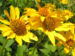 Zurück zum kompletten Bilderset Rauhes Sonnenauge Blüte gelb Heliopsis helianthoides