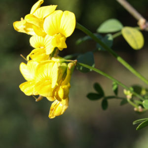 Rauhhaariger Geissklee Bluete gelb Chamaecytisus hirsutus 02