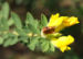 Zurück zum kompletten Bilderset Rauhhaariger Geissklee Zwergginster Blüte gelb Chamaecytisus hirsutus