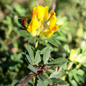 Rauhhaariger Geissklee Bluete gelb Chamaecytisus hirsutus 05
