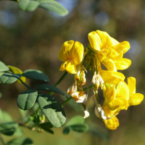 Rauhhaariger Geissklee Bluete gelb Chamaecytisus hirsutus 07