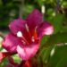 Zurück zum kompletten Bilderset Reichblütige Weigelie Blüte rot Weigelia floribunda