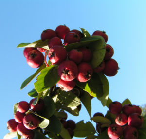 Reichbluetige Zwergmispel Frucht rot Cotoneaster multiflorus 02