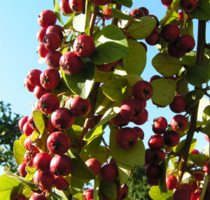Reichbluetige Zwergmispel Frucht rot Cotoneaster multiflorus 04