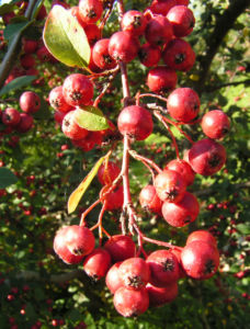 Reichbluetige Zwergmispel Frucht rot Cotoneaster multiflorus 05