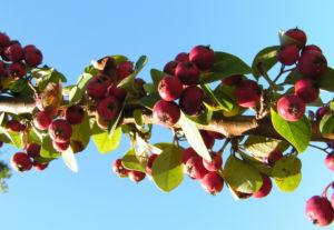 Reichbluetige Zwergmispel Frucht rot Cotoneaster multiflorus 06