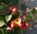 Zurück zum kompletten Bilderset Reichblütige Zwergmispel Frucht rot Cotoneaster multiflorus