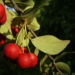 Zurück zum kompletten Bilderset Reichblütige Zwergmispel Frucht rot Blatt grün Cotoneaster multiflorus