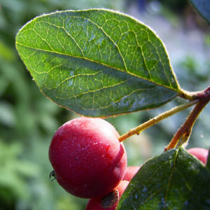 Reichbluetige Zwergmispel Cotoneaster multiflorus 03