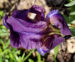 Zurück zum kompletten Bilderset Reichenbachs Schwertlilie Blüte violett Iris reichenbachii