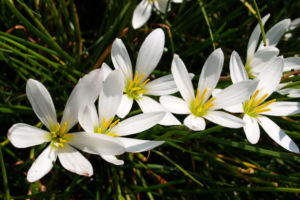 Reinweisse Zephirblume Bluete weiss Zephyranthes candida 02