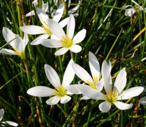 Reinweisse Zephirblume Bluete weiss Zephyranthes candida 05