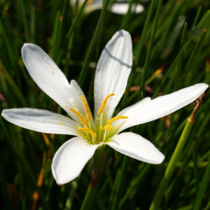 Reinweisse Zephirblume Bluete weiss Zephyranthes candida 06