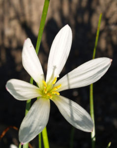 Reinweisse Zephirblume Bluete weiss Zephyranthes candida 07