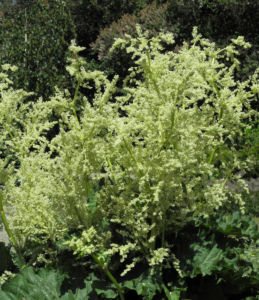 Rhapontik Rhabarbar Bluete Rheum rhaponticum 02