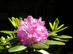 Rhododendron Bluete lila Strauch Rhododendron polylepis 03