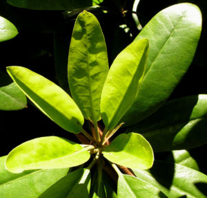 Rhododendron Bluete lila Strauch Rhododendron polylepis 04