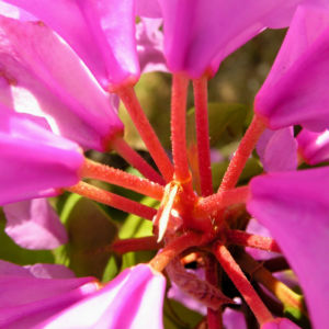 Rhododendron Bluete lila Strauch Rhododendron polylepis 06