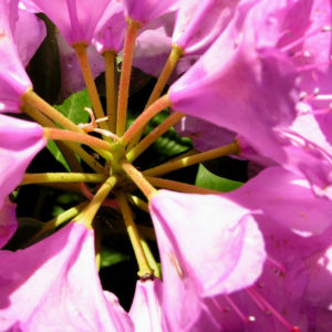 Rhododendron Bluete lila Strauch Rhododendron polylepis 10