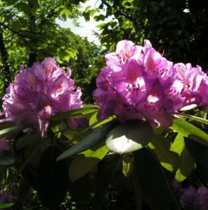 Rhododendron Bluete lila Strauch Rhododendron polylepis 11