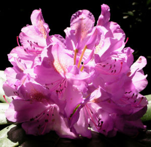 Rhododendron Bluete lila Strauch Rhododendron polylepis 17