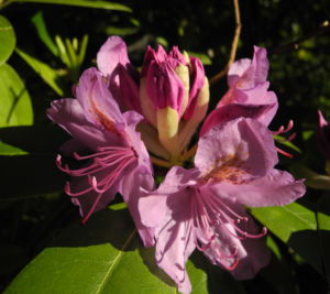 Rhododendron Bluete pink Rhododendron 01