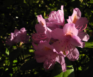 Rhododendron Bluete pink Rhododendron 02
