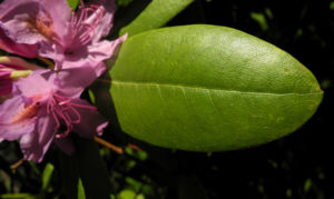 Rhododendron Bluete pink Rhododendron 03