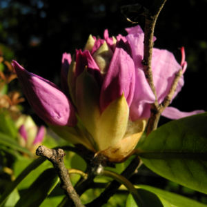 Rhododendron Bluete pink Rhododendron 05