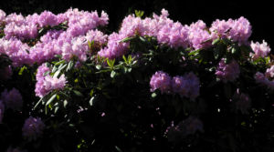 Rhododendron Bluete pink Rhododendron 07