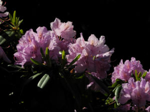 Rhododendron Bluete pink Rhododendron 08