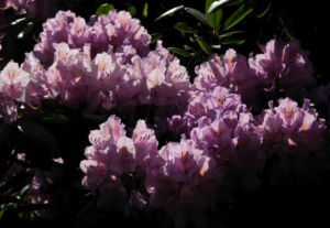 Rhododendron Bluete pink Rhododendron 09
