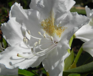 Rhododendron Bluete weiss Rhododendron Hybride 07