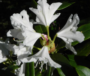 Rhododendron Bluete weiss Rhododendron Hybride 08