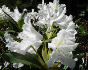 Rhododendron Bluete weiss Rhododendron Hybride 09