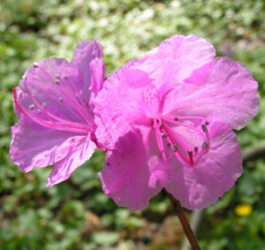 Rhododendron Strauch immergruen Bluete pink Rhododendron sichotense 09