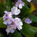 Zurück zum kompletten Bilderset Rhodopen Haberlea Blüte weiß lila Haberlea rhodopensis