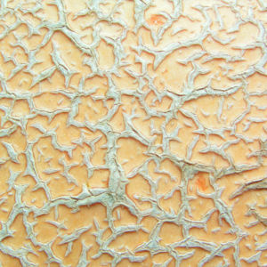 Riesen Kurbis Frucht braun Cucurbita maxima 05