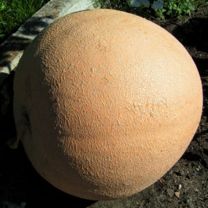 Riesen Kurbis Frucht braun Cucurbita maxima 07