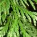 Zurück zum kompletten Bilderset Riesen-Lebensbaum Zweig grün Thuja plicata