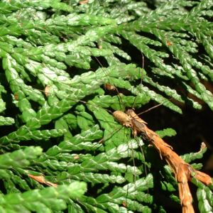 Riesen Lebensbaum Thuja plicata 02