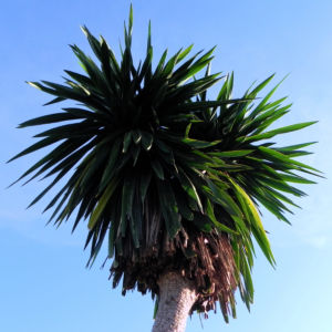 Riesen Palmlilie Blatt gruen Yucca elephantipes 01