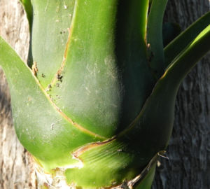 Riesen Palmlilie Blatt gruen Yucca elephantipes 06