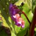 Zurück zum kompletten Bilderset Riesen-Steinbrech Blüte lila Bergenia cordifolia