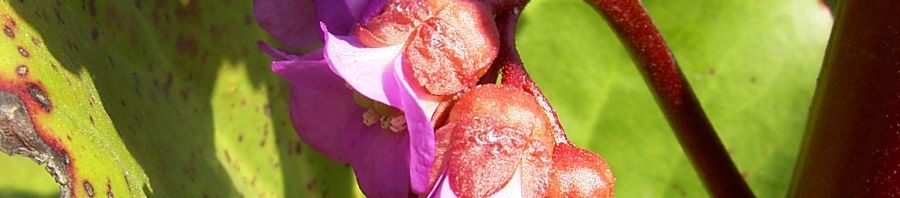 Anklicken um das ganze Bild zu sehen  Riesen-Steinbrech Blüte lila Bergenia cordifolia