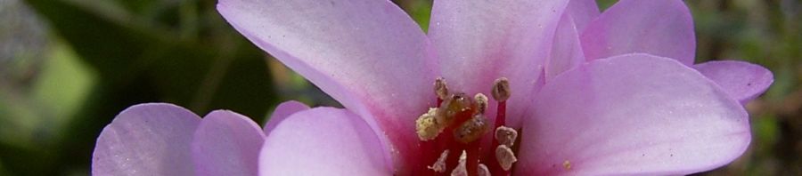 Anklicken um das ganze Bild zu sehen  Herzblättrige Bergenie Riesensteinbrech Blüte pink Bergenia cordifolia