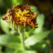 Zurück zum kompletten Bilderset Ringelblume Blüte orange Knospe grün Calendula officinalis