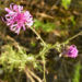 Zurück zum kompletten Bilderset Rispen-Flockenblume Blüte pink Centaurea stoebe